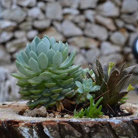 Lucas Mobile - Premium Mobile With Terrace And Patio Ferienhaus *